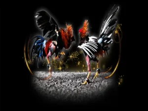 Bật Mí Cách Chơi Đá Gà Sabong Tại VB77 Thắng Lớn Mỗi Ngày