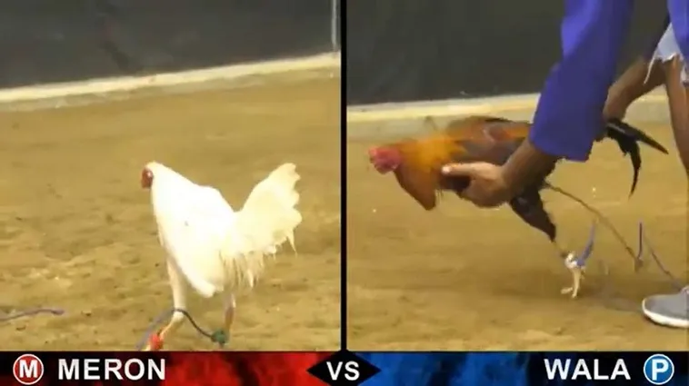 Bật Mí Cách Chơi Đá Gà Sabong Tại VB77 Thắng Lớn Mỗi Ngày 2 Bật Mí Cách Chơi Đá Gà Sabong Tại VB77 Thắng Lớn Mỗi Ngày